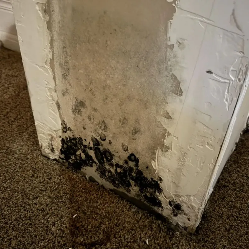 Professional Mold Removal in North Potomac, MD
